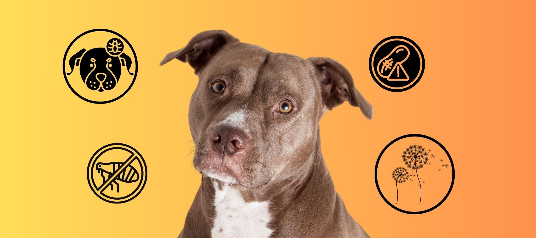 Bumps on Your Pitbull’s Skin? We’re Here To Help! – SPARK PAWS