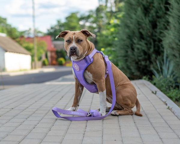 Comfort Control Harness Sets – SPARK PAWS
