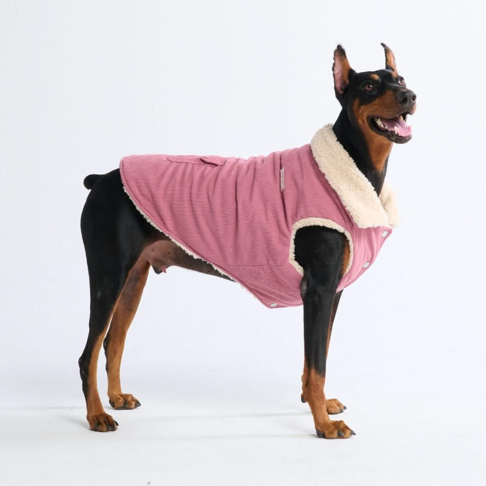 Dog with jacket best sale