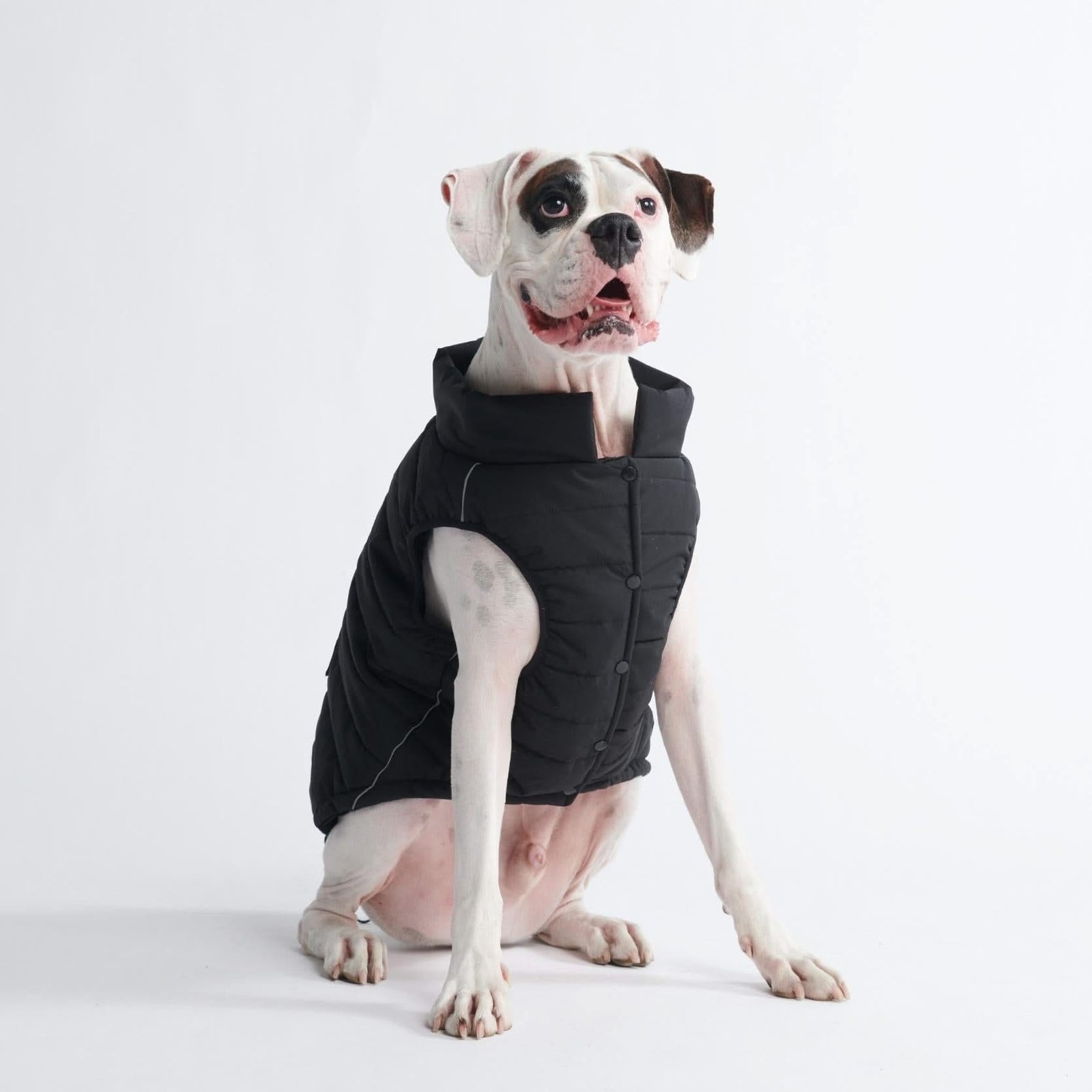 Dog black jacket best sale