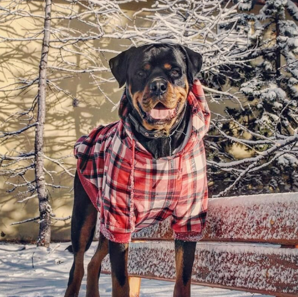 Red Plaid Dog Hoodie