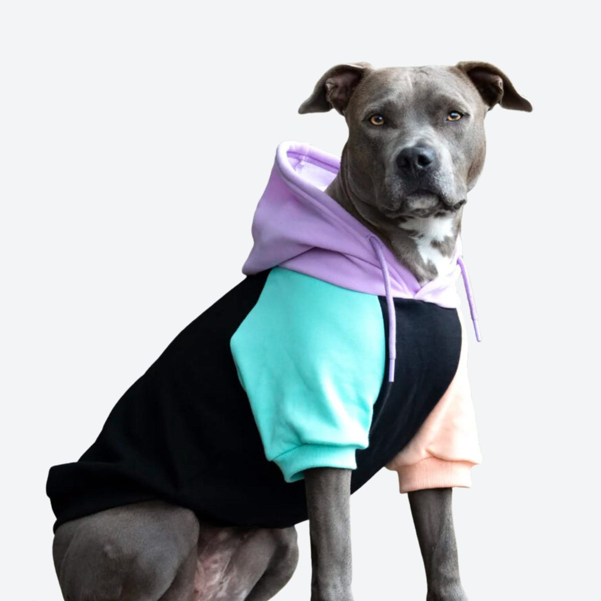 Dog with a hoodie hotsell